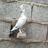 ماده پلنگ کاکلی پاپر|پرنده|بابل, |دیوار