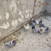 کفتر|پرنده|مشهد, کارگران|دیوار