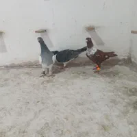 بور سرخ .یهودی سبز .ساده دم مشکی