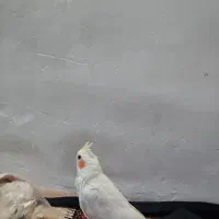 عروس هلندی ماده ۸ ماهشه