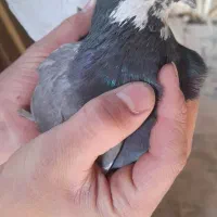 کفتر قلاقی،کله دوم ویک جفت هوایی|پرنده|ملایر, |دیوار