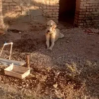 سگ پژدرنروماده|سگ|ایوانکی, |دیوار