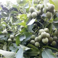 نهالستان ارقام متنوع خشکبار و میوه های پربار پالیز|خدمات باغبانی و درختکاری|محمدشهر, زیبادشت|دیوار