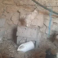 تخم نطفه دار سلطان