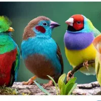 یک پرنده زینتی پیدا شده