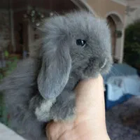 خرگوش مینی لوپ ترکیش + بسته غذا|موش و خرگوش|کرج, کوی زنبق|دیوار