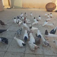 کفتر کبوتر|پرنده|سبزوار, توحیدشهر|دیوار