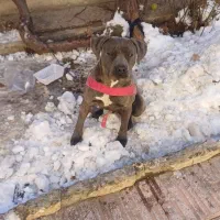 یجفت پیت بول بی‌نظیر