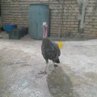 بوقلمون ماده