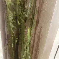 گل طبیعی تریگونا درختی|گل و گیاه طبیعی|سهند, |دیوار