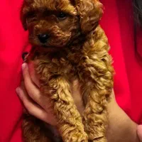 *poodle * دارک