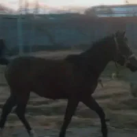 فروش کره اسب|اسب و تجهیزات اسب‌سواری|شاهین دژ, |دیوار