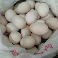 تخم اردک «نطفه دار» مخصوص جوجه کشی