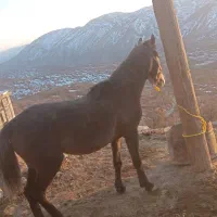 اسب|اسب و تجهیزات اسب‌سواری|فلارد, |دیوار