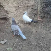 کبوتر|پرنده|مریوان, |دیوار