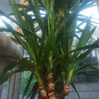 درخت یوکا|گل و گیاه طبیعی|اصفهان, جویباره|دیوار