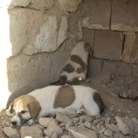 توله سرابی