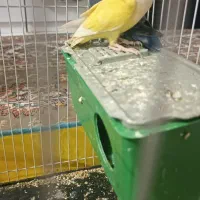 یک جفت کوتوله خاص معاوضه هم میکنیم