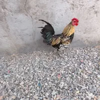 مرغ و خروس مینیاتوری