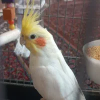 عروس هلندی ب همراه وسایل