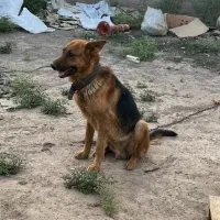 سگ ژرمن