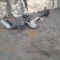 کفتر|پرنده|قره چای, |دیوار