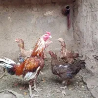 خروس فروشی