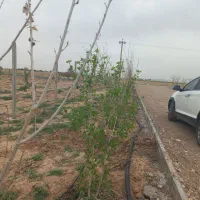 قطعات باغ با سند تک برگ|فروش زمین و ملک کلنگی|زرندیه, |دیوار