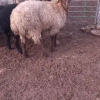 بره قوچ همو|حیوانات مزرعه|شیروان (خراسان), |دیوار