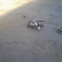 کفتر|پرنده|مشهد, شهرک مهرگان|دیوار