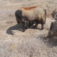میش