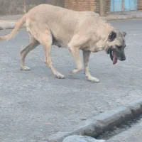 سگ ماده سرابی