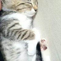 گربه گمشده حوالی ملا صدرا