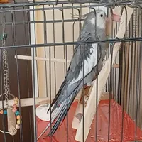 گمشده عروس هلندی