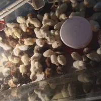 جوجه گوشتی راس۳۰۸     ****     جوجه دورگه گلپایگان