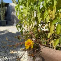 باغ رستوران و کافه شهلایی|خدمات پذیرایی، مراسم|کرمانشاه, |دیوار