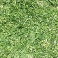 سبزی پاک میشود