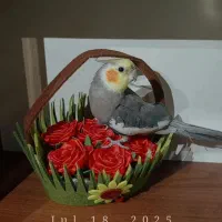 طوطی