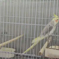 عروس هلندی نر مست سینامون ، ابلغ لوتینو، ماده ابلغ|پرنده|شیراز, سلطان آباد|دیوار