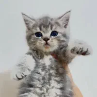 بچه گربه بریتیش