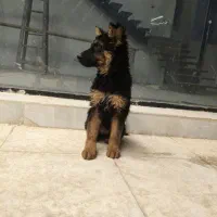 توله ژرمن شپرد