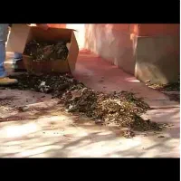 کودکفتر