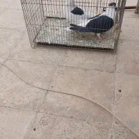 کبوترنروماده سیاه چادری وطوقی