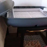 دستگاه جوجه کشی اسکندری نو