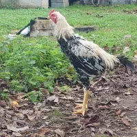 خروس لاری صابونی رنگ۶ماهه|حیوانات مزرعه|تالش, جوکندان|دیوار