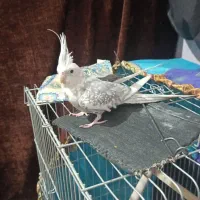 عروس هلندی نر