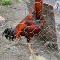 لاری|حیوانات مزرعه|گوراب زرمیخ, |دیوار