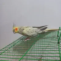 طوطی عروس ماده|پرنده|لنگرود, |دیوار