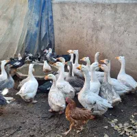 غازقو و  اردک اسرائیلی|حیوانات مزرعه|اردبیل, |دیوار