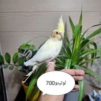 عروس هلندی و گرینچیک|پرنده|اندیشه, اندیشه فاز ۱|دیوار